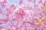 日本の伊豆に咲く満開の河津桜