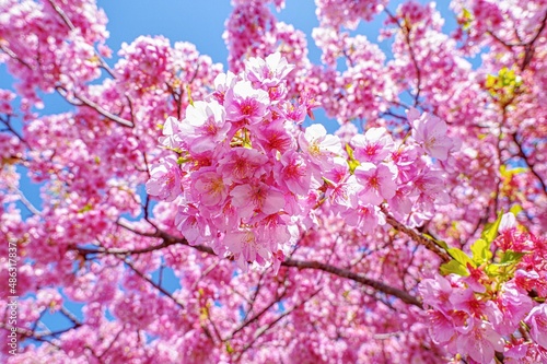 満開の日本の桜