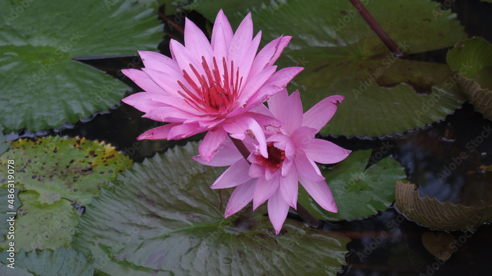 pink water lily pink water lily