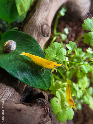 Two yellow shrimp neocaridina davidii on a plant anubias nana and a ramshorn snail (ID: 486319056)