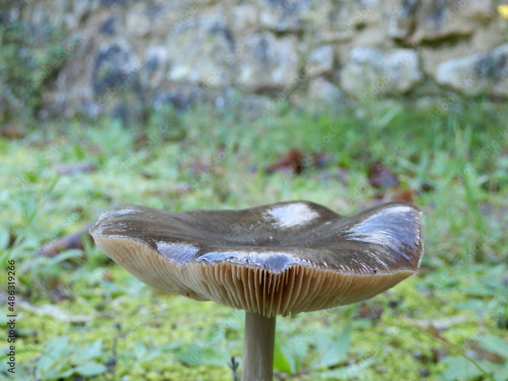 Fototapeta premium Close up of an Amanita vaginata covered in a thin layer of ice giving it a shiny wet blue-grey appearance. In France known as a Grisette. 