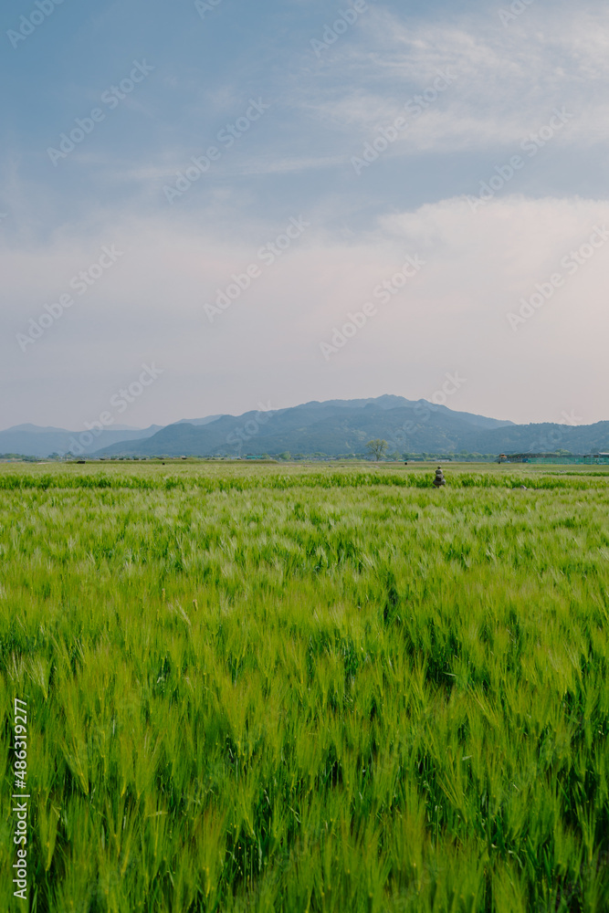Fototapeta premium Green barley field at Hwangnyongsa Temple Site in Gyeongju, Korea