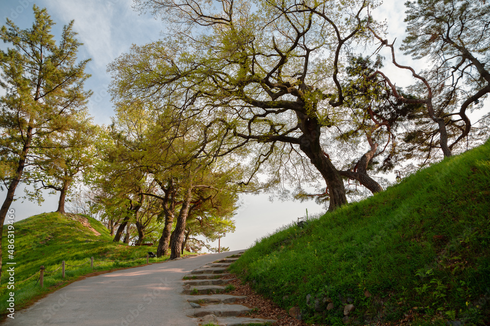 Banwolseong Fortress green forest road in Gyeongju, Korea Banwolseong Fortress green forest road in Gyeongju, Korea