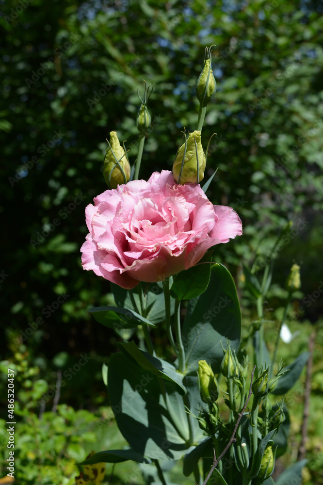 Sun-drenched Eustoma grandiflorum is a delicate pink, rose-like, against a background of green branches in a summer garden. Sun-drenched Eustoma grandiflorum is a delicate pink, rose-like, against a background of green branches in a summer garden.