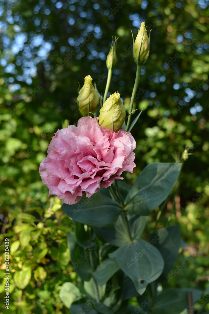 The delicate pink double flower Eustoma grandiflorum, similar to a rose, grows in the garden against the backdrop of trees. Beautiful postcard, vertical photograph