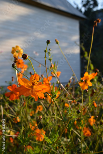 Fototapeta Naklejka Na Ścianę i Meble -  Blooming orange cosmos sulphureus illuminated by the sun against the background of the blank wall of the country cottage.