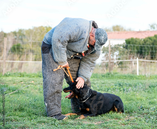 training of french shepherd