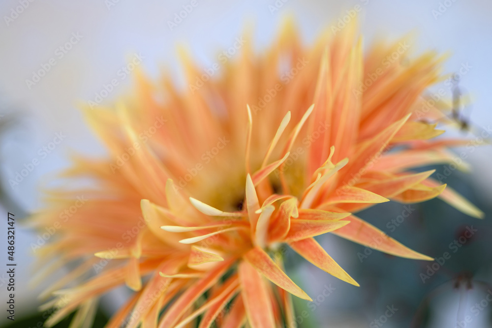 Gerbera-Blüte Gerbera-Blüte