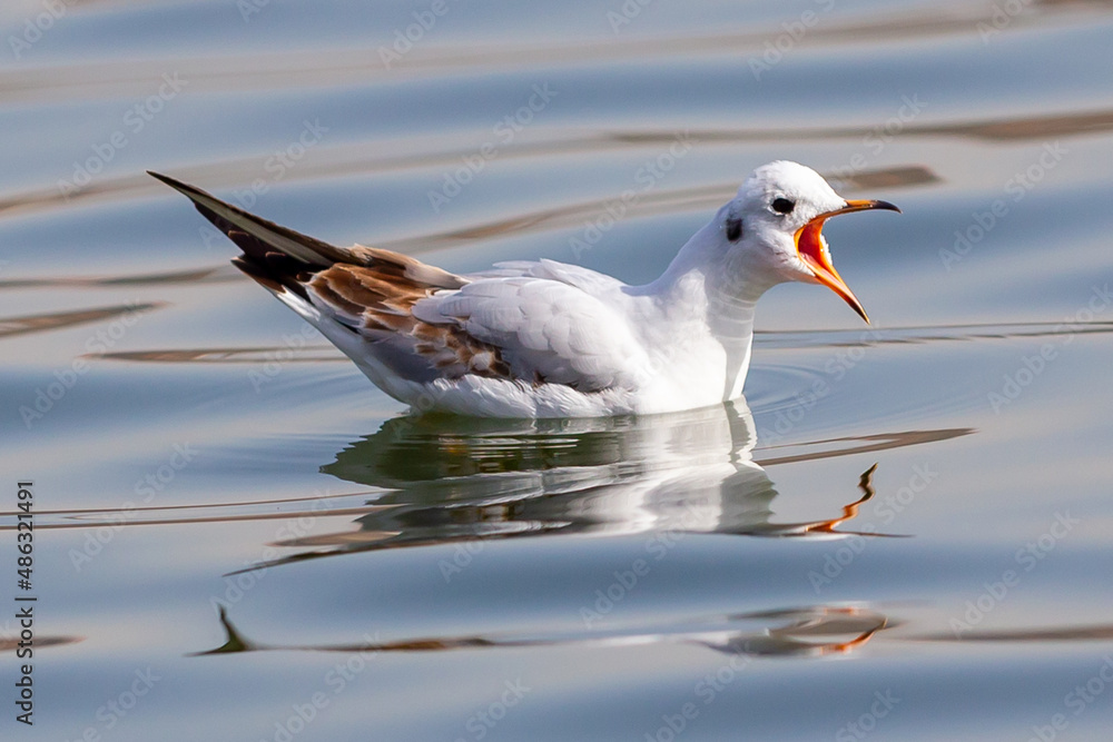 White-winged seagulls flying over the waters of the sea and the oceans. Acuatic birds