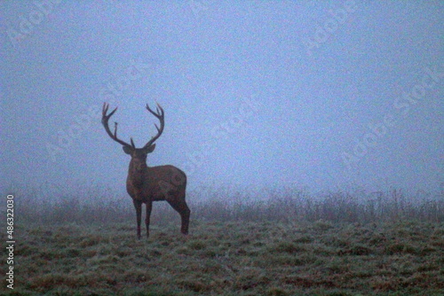 A large adult male European deer with large antlers in the predawn fog. A unique image of a wild animal.