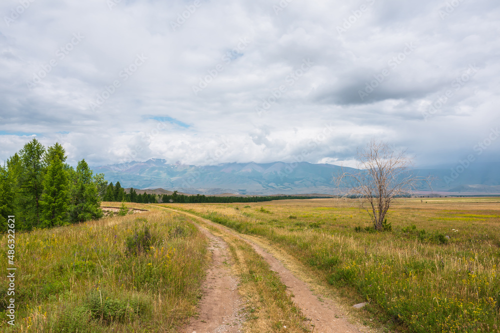 Dramatic landscape with old road along forest through sunlit steppe to somber large mountains in low clouds during rain. Old dry tree near dirt road with view to mountain range in changeable weather.