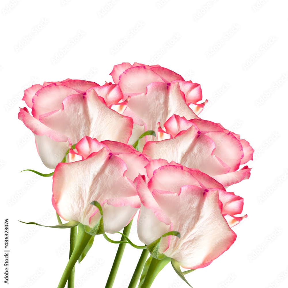 bunch of pink fresh roses on white background bunch of pink fresh roses on white background