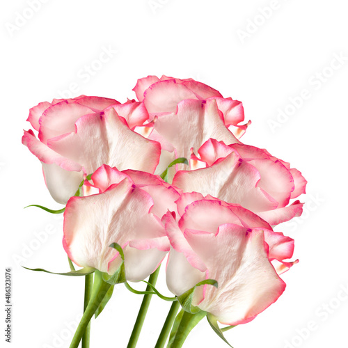 Wallpaper Mural bunch of pink fresh roses on white background Torontodigital.ca