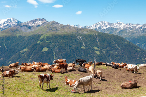 Troupeau de vaches laitières dans un alpage en Valais des Alpes suisses photo