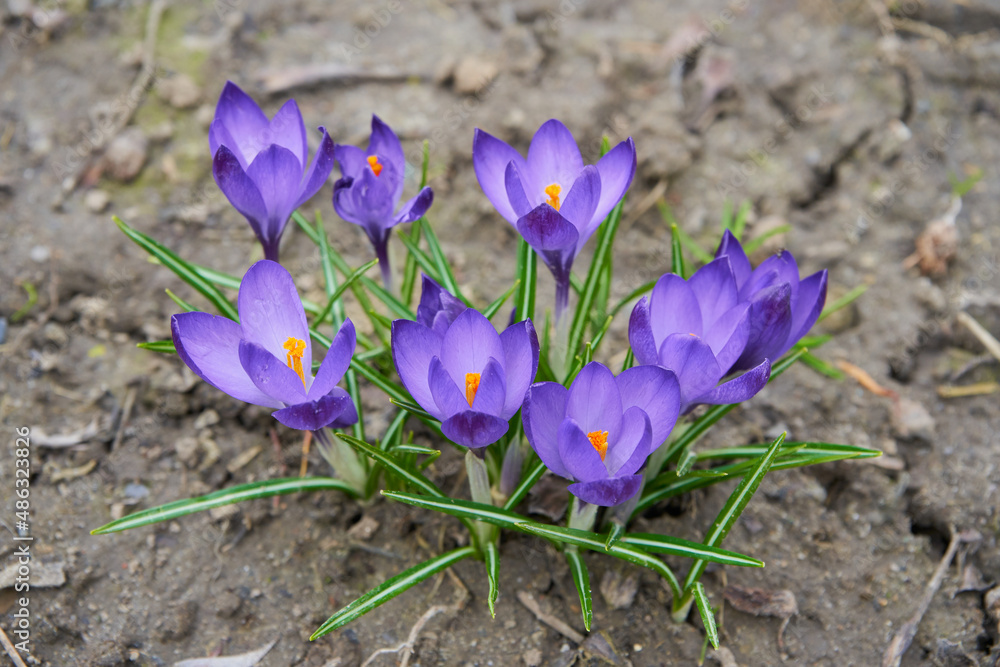 first flowers of spring crocuses,spring flowers, crocus flowers in the garden in the woods and in the park bloom