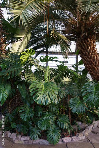 Tropical orangery interior with evergreen monstera grow inside. Old greenhouse with deciduous exotic plants  green leaves. Glasshouse or botanical garden. Cultivating plants for trendy home gardening