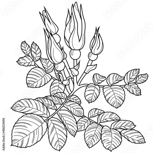Monochrome illustration. Rose branch, rosehip with buds and veined leaves, single-line drawing, linear style © Nat