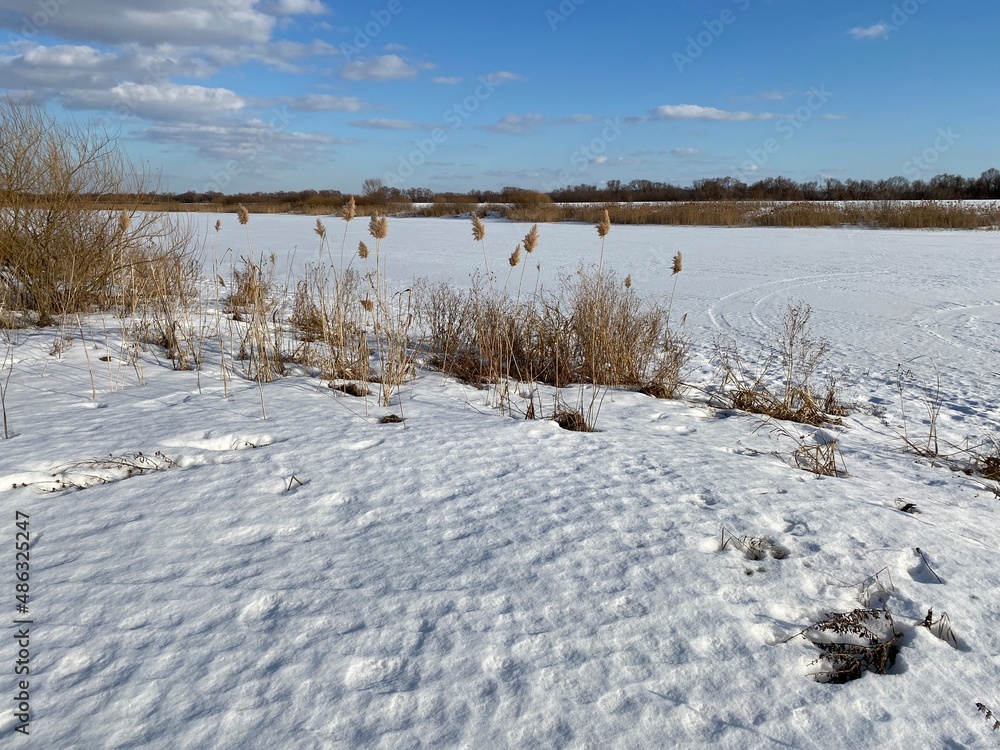 The lake is covered with snow in winter. Old reed on the shore. The lake is covered with snow in winter. Old reed on the shore.