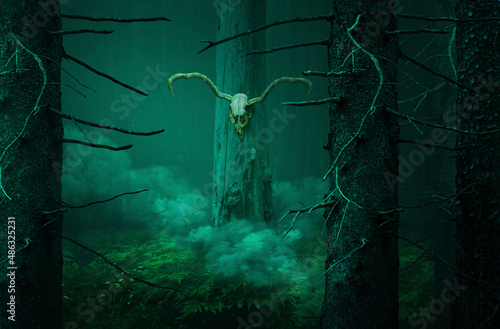 Fotografija Horned skull on tree in smoke in dark forest