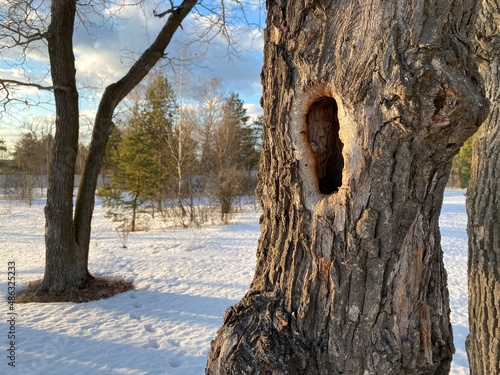 A hollow in a tree trunk.