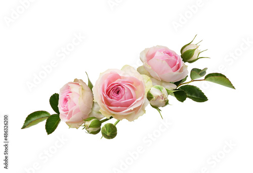Pink rose flowers and buds with green leaves in a floral arrangement isolated
