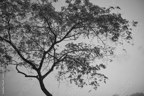 Wallpaper Mural Beautiful black and white color nature at morning with sun in big city park Torontodigital.ca