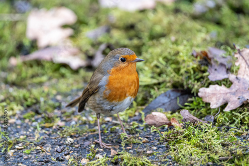 European Robin (Erithacus rubecula) hunting through the leaf litter. Mix of dead leaves and mosses on the ground.