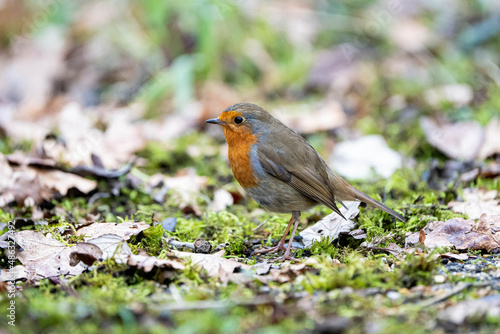 European Robin (Erithacus rubecula) hunting through the leaf litter. Mix of dead leaves and mosses on the ground.
