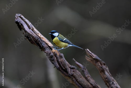 Great Tit (Parus major) perched on a fallen branch. looking left, smooth background. Bird has been rung © Ashley Crombet-Beole