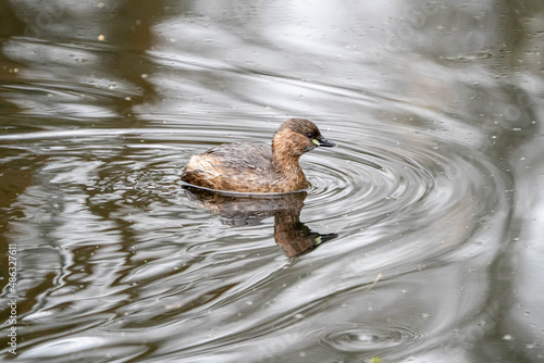 Little Grebe (Tachybaptus ruficollis), swimming in grey water. Adult bird in winter plumage