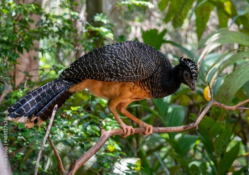 Argentina, in the National Park of Iguazu, a Bare-faced Curassow (Crax fasciolata) with an organge chest. photo
