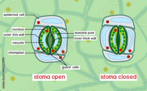 Structure of stomatal complex with open and closed stoma