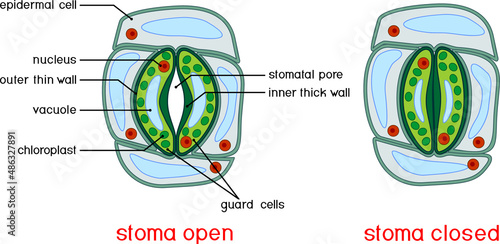 Structure of stomatal complex with open and closed stoma