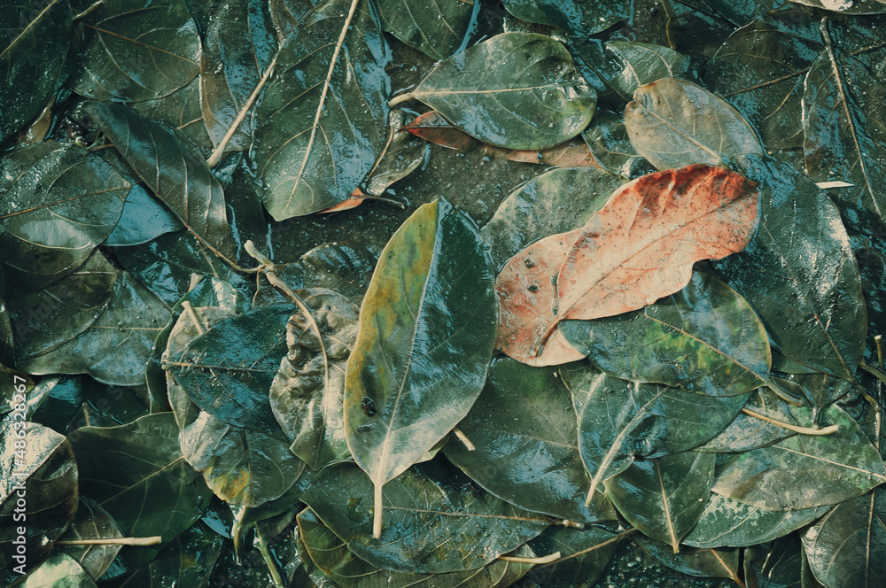 Abstract background. Leaves piled up in a stream. Abstract background. Leaves piled up in a stream.