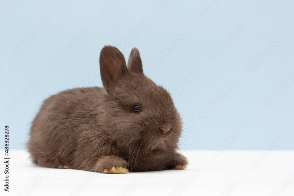Obraz premium A black rabbit on a light blue background