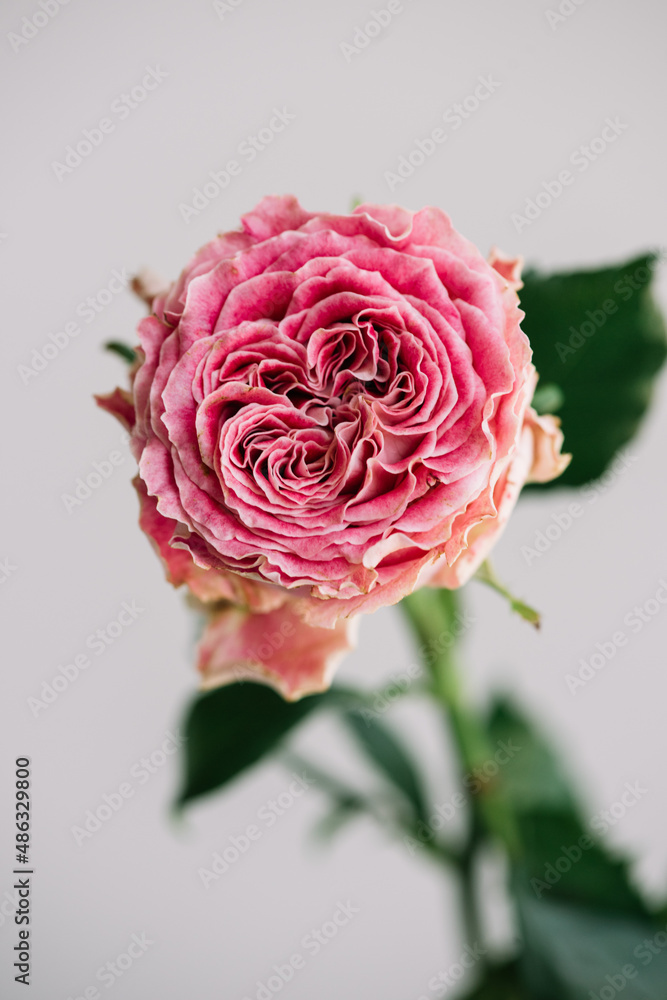 Naklejka premium Beautiful single pink peony shaped rose flower on the grey wall background, close up view