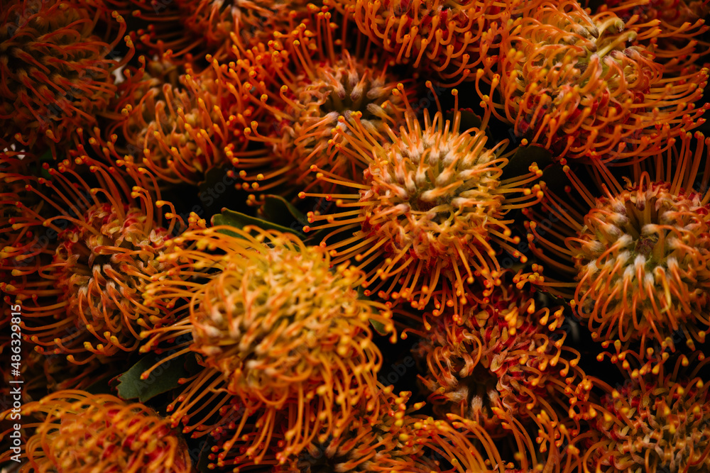 Beautiful orange protea nutan flowers texture, close up view Beautiful orange protea nutan flowers texture, close up view