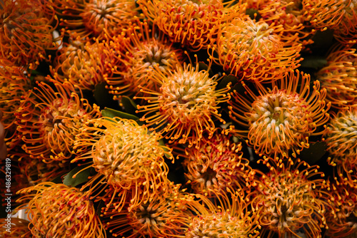 Beautiful orange protea nutan flowers texture  close up view