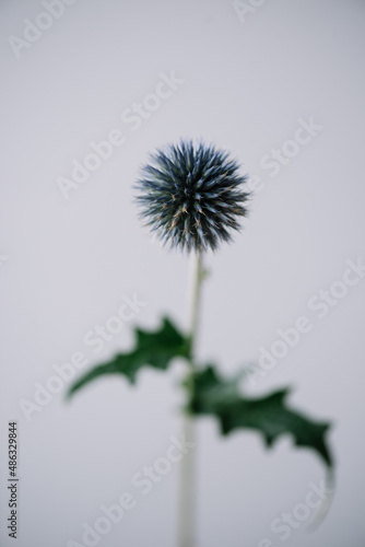 Beautiful single blue Echinops flower on the grey wall background  close up view