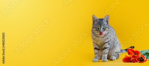 Gray tabby cat and tulip flowers on a yellow background with space for text. Horizontal bar. The cat licks its lips while sitting on a yellow background with flowers. © Maria Sannikova