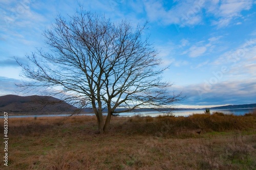 Paesaggio con albero spoglio sul Lago di Vico