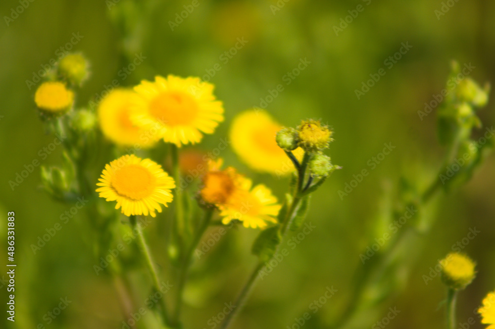 Prairie fleabane in bloom closeup view with green blurred plants on background Prairie fleabane in bloom closeup view with green blurred plants on background