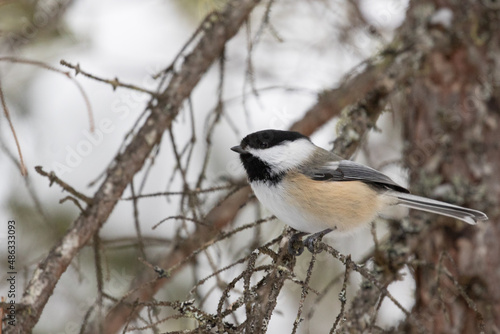 A close up of a Black-capped chickadee (Poecile atricapillus) in winter