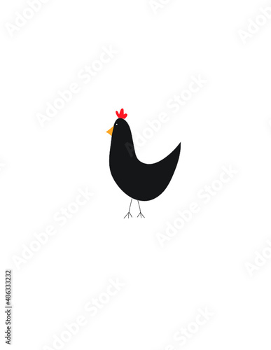 black rooster isolated on white background, black hen 