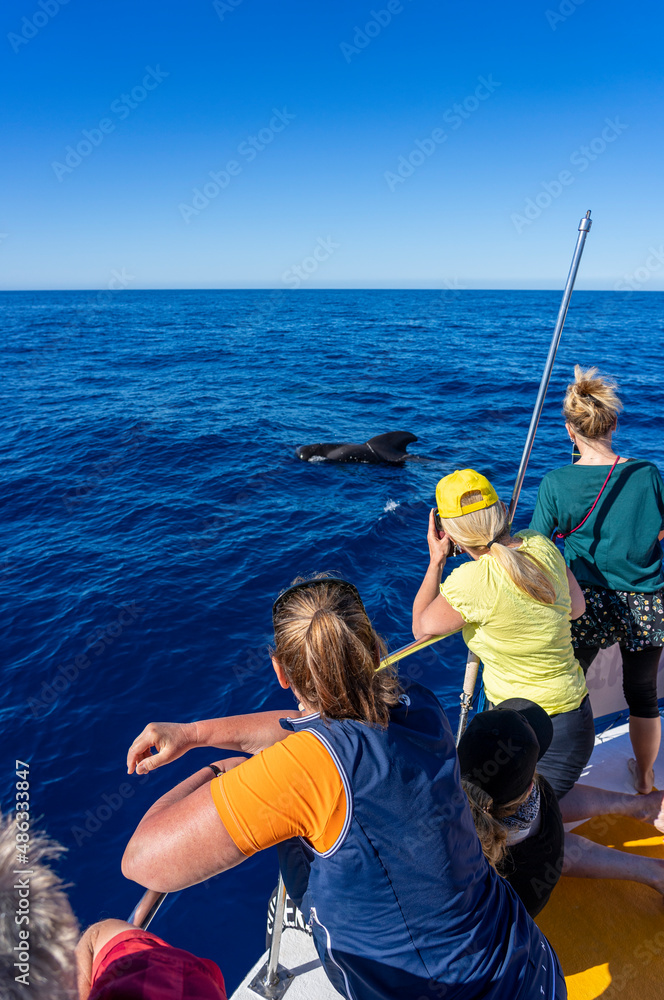 Whale Watching im VALLE GRAN REY, LA GOMERA: Gruppe, Frauen, bestaunt Grindwale und Pilotwale auf erlebnisreichem Ausflug, Bootstour Whale Watching im VALLE GRAN REY, LA GOMERA: Gruppe, Frauen, bestaunt Grindwale und Pilotwale auf erlebnisreichem Ausflug, Bootstour