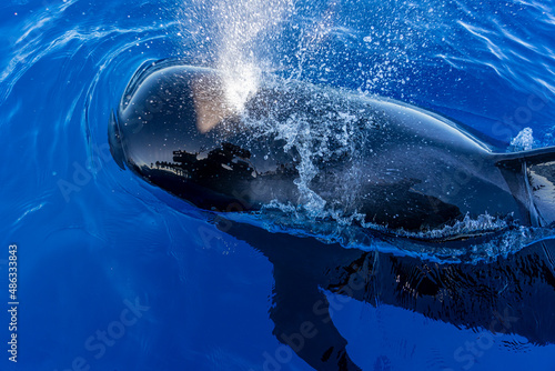 Whale Watching im VALLE GRAN REY, LA GOMERA: Nahaufnahme eines Grindwals der Spritzt auf erlebnisreichem Ausflug, Bootstour