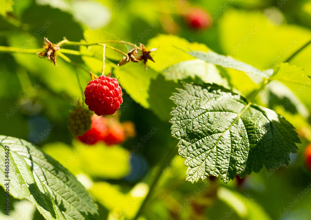 Red ripe raspberry on a branch. Blurred background macro sunny bright photo with free blank copy space for text. For cards, posters, website decoration etc. Red ripe raspberry on a branch. Blurred background macro sunny bright photo with free blank copy space for text. For cards, posters, website decoration etc.