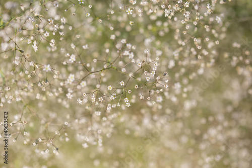 White airy fluffy Gypsophila selective focus photo background good for cards, posters, website decoration etc.