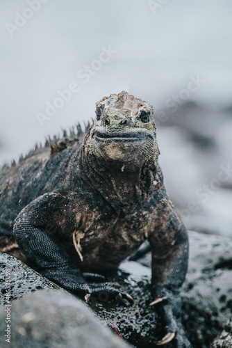 marine iguana on the shore  Isla Isabela  Galapagos