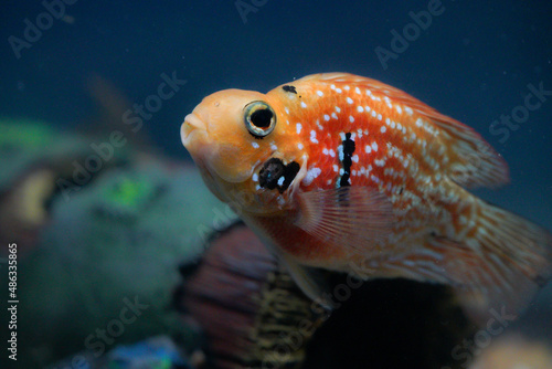 Parrotfish flowerhorn